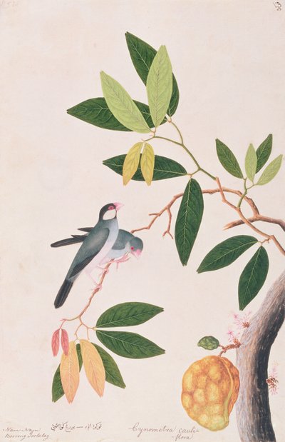 Java Sparrow, from Drawings of Birds from Malacca, c.1805-18 by Chinese School